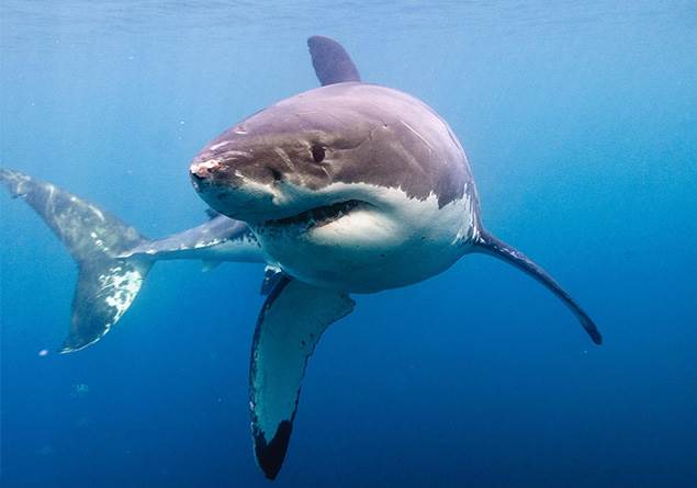 BBC'nin belgesel ekibine köpek balığı saldırısı