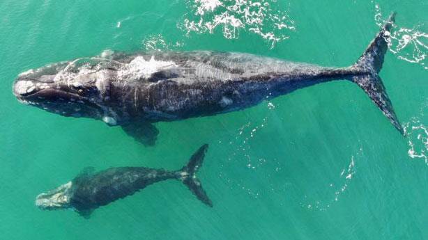 Japonya ticari balina avcılığını tekrar başlatmak istiyor
