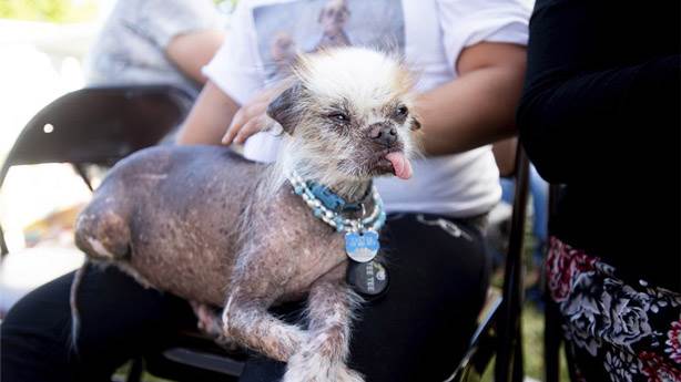 Dünyanın en çirkin köpeği seçilen 'Haylaz Serseri' hayatından memnun