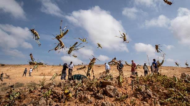 9- Doğu Afrika için 'çekirge felaketi'