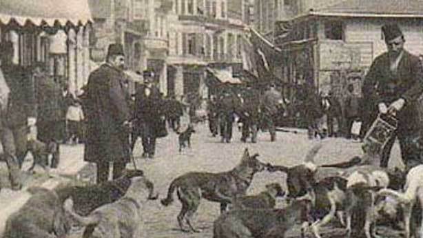 80 Bin Kopegin Oldugu Hayirsizada Kopek Katliami