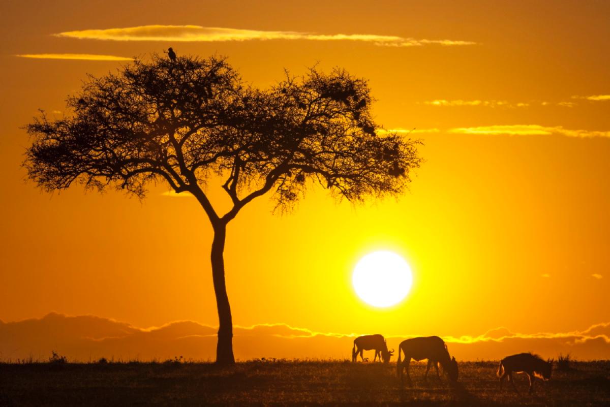 Kenya Golden Videos