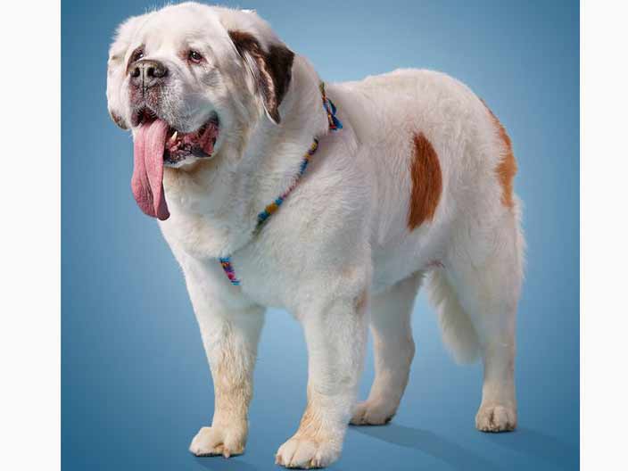 Sevimli köpek 18.58 cm dili ile Guinness Rekorlar Kitabı�na girdi