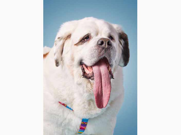 Sevimli köpek 18.58 cm dili ile Guinness Rekorlar Kitabı�na girdi