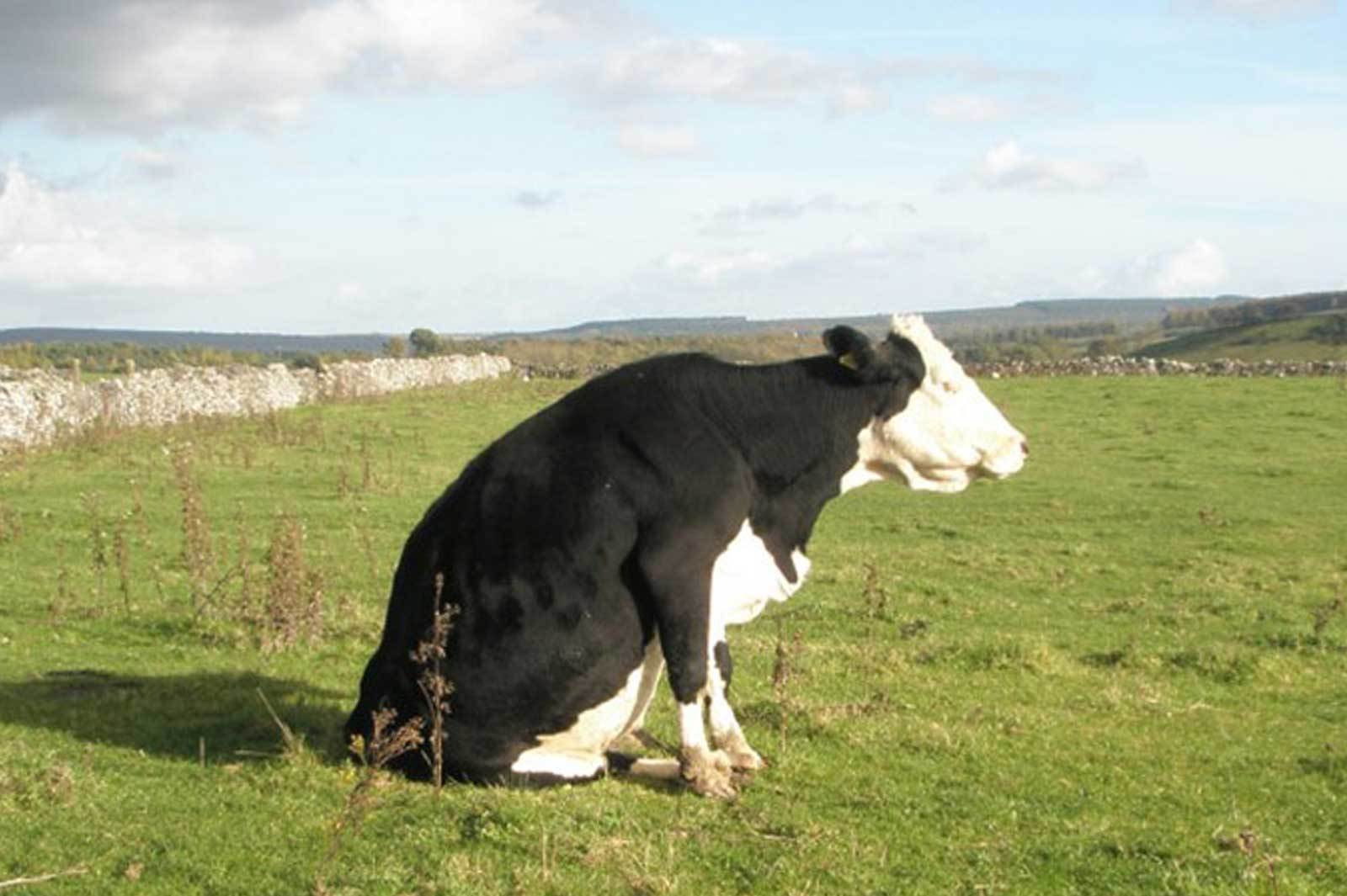 Голодная корова. Корова. Грустная корова. Корова сидит. Сидячая корова.
