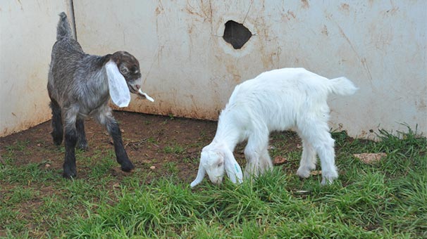 ABD'de Lincoln isimli keÃ§i fahri belediye baÅkanÄ± seÃ§ildi